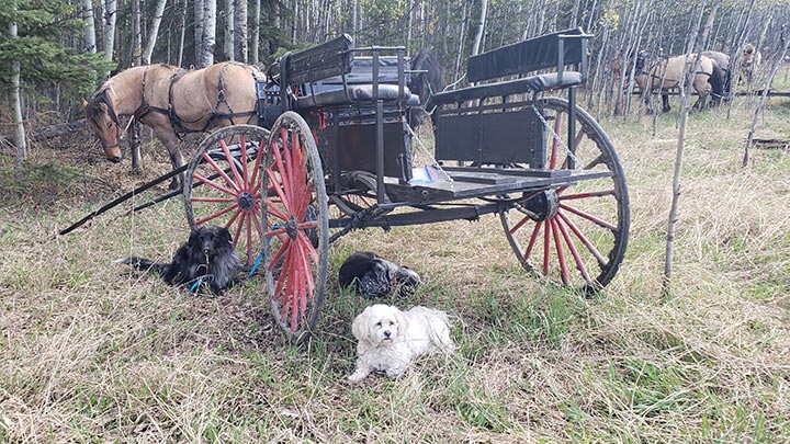 Wagons, Horses and Riders