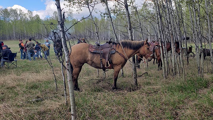 Wagons, Horses and Riders
