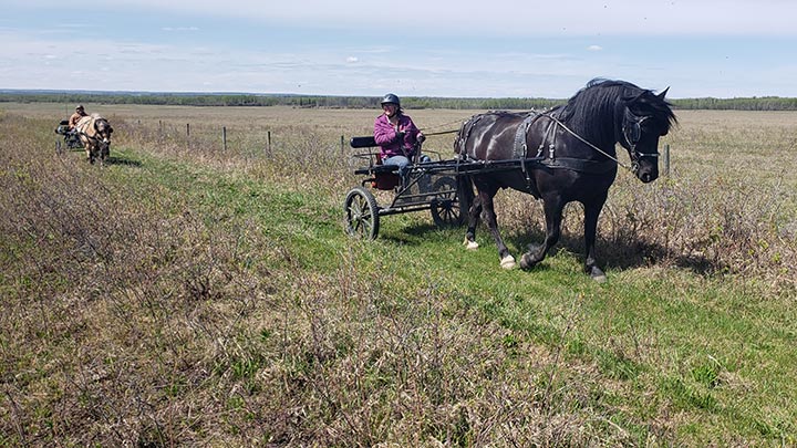Wagons, Horses and Riders