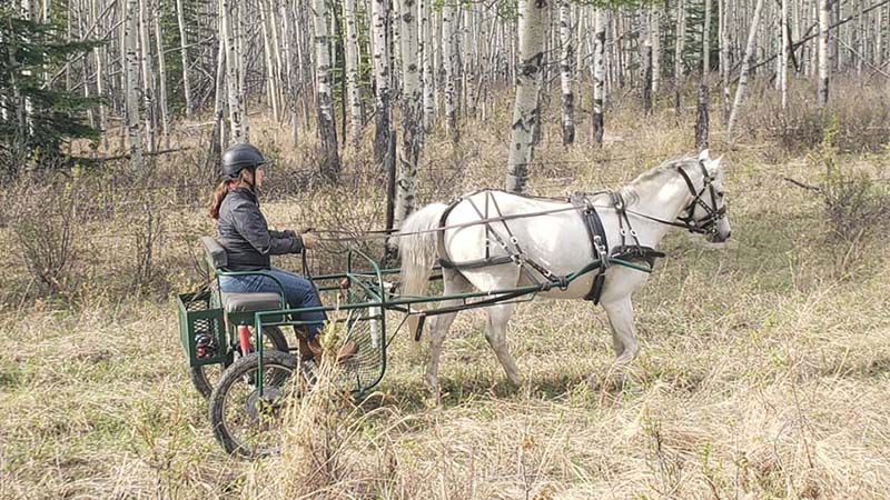 Driving Single White Horse in Fall