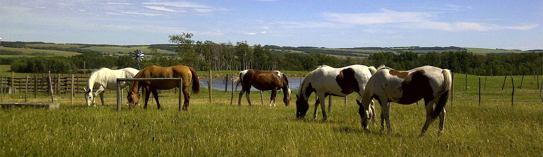 Grazing Horses