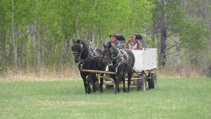 Wagons, Horses and Riders