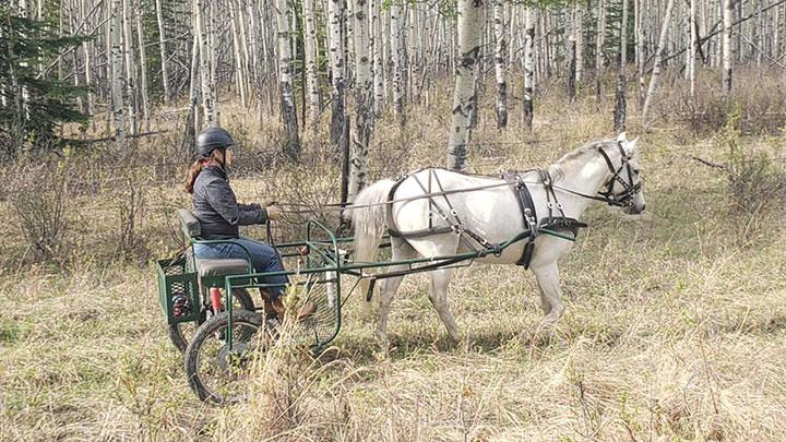 Wagons, Horses and Riders