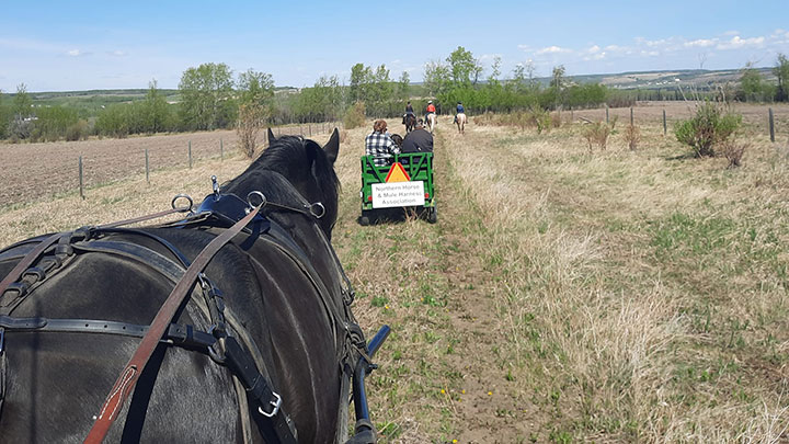 Wagons, Horses and Riders